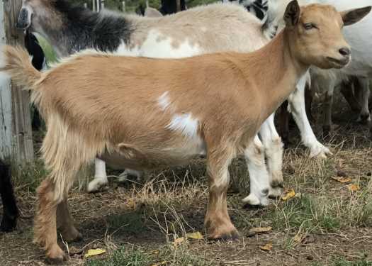 Nigerian Dwarf Does A Better Way Farm And Goat Dairy