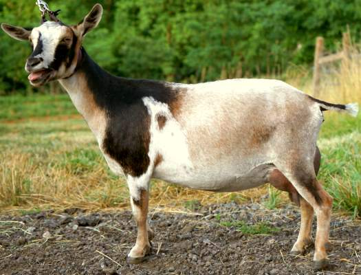 Nigerian Dwarf Does A Better Way Farm And Goat Dairy