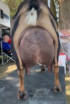 Skywalker Sire's Dam Udder