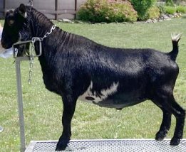 Skywalker Sire